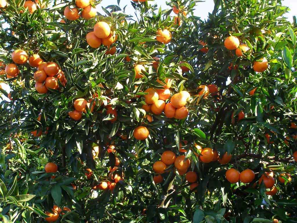 Quinta Das Amendoeiras B&B Nora  Buitenkant foto